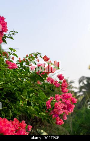 Pulsierende Bougainvillea-Pflanze mit leuchtend rosa Blüten, die zwischen üppig grünen Blättern im natürlichen Sonnenlicht blühen. Stockfoto