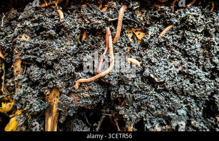 Nahaufnahme von Regenwürmern in einem Komposthaufen, die organische Materie in nährstoffreichen Boden zerlegen, was natürliches Recycling und Bodengesundheit zeigt. Stockfoto