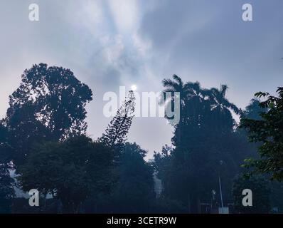 Eine nebelige Morgenszene, in der die Sonne durch Wolken über hohen Laubbäumen scheint, schafft eine ruhige und ruhige Atmosphäre in einer natürlichen Umgebung Stockfoto