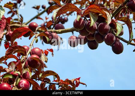 Pflaumenbaum mit roten Reifen Früchten auf blauem Himmel Hintergrund. Stockfoto