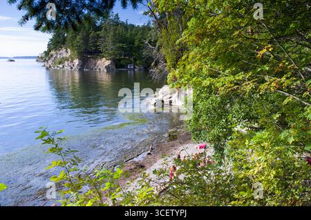 Wildkatze Cove, Larrabee State Park, 245 Chuckanut Drive, Bellingham, Whatcom County, Washington, USA Stockfoto
