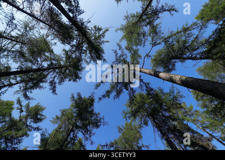 Blick auf die Baumspitzen in der Nähe des Druids Temple auf dem Swinton Estate in Nidderdale, North Yorkshire, Großbritannien Stockfoto