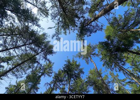 Blick auf die Baumspitzen in der Nähe des Druids Temple auf dem Swinton Estate in Nidderdale, North Yorkshire, Großbritannien Stockfoto