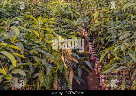 Hellgrüne Mangobäume in symmetrischen Metalleimern auf sonnigem Plantagenboden Stockfoto