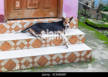 Entspannter Straßenhund, der bequem auf gemusterten Keramikfliesen-Treppen vor einer Holztür ruht Stockfoto
