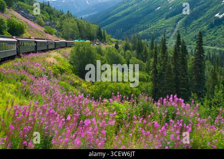 Magentafarbene Blüten von Weidenröschen am Hang unterhalb der White Pass & Yukon Route Railroad coachen Autos, Tongass National Forest, Skagway, Alaska, USA Stockfoto