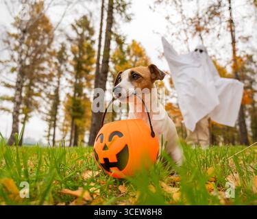 Frau in weißem Laken und Jack russell Terrierhund hält Jack o Latrine im Herbstwald. Halloween Kostüm. Stockfoto