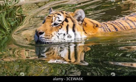 Münster, NRW, Deutschland. August 2025. Der sibirische Tiger Fedor (Panthera tigris tigris, auch Amur-Tiger genannt) kühlt sich bei einem erfrischenden Bad im Teich seines Außengeheges ab. Fedor hat letztes Jahr vier Tigerjungen gezeugt, die alle noch im Allwetterzoo Münster in einem angrenzenden Gehege mit ihrer Mutter Raya sind. Quelle: Imageplotter/Alamy Live News Stockfoto