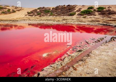 Der rosafarbene See auf der Insel Saraya in Al Rams, Ras Al Khaimah, VAE, Nahaufnahme der kristallklaren Wasseroberfläche des Teichs mit Schritten in Sand und Stockfoto