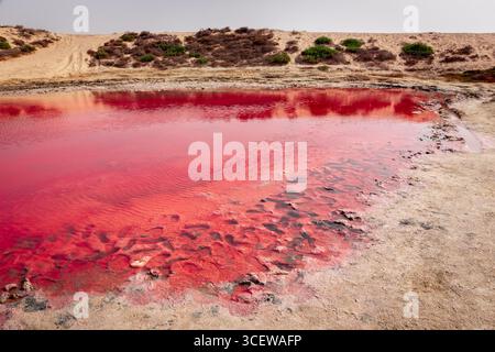 Der rosafarbene See auf der Insel Saraya in Al Rams, Ras Al Khaimah, VAE, aus nächster Nähe auf die rote Wasseroberfläche des kristallklaren Teichs mit Spuren im Sand. Stockfoto