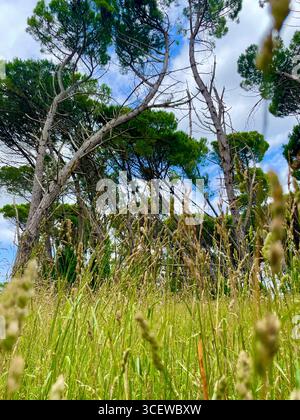 Üppig grüner Bambushain mit hohen Stängeln und Blättern, die zum Himmel reichen Stockfoto