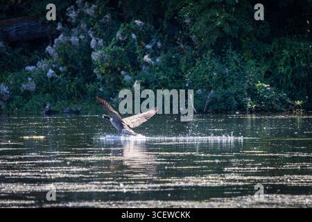 Eine Kanadische Gans, die vom Wasser abhebt Stockfoto
