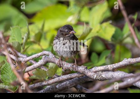 Ein junger Song-Sparrow, der auf einem Zweig zwischen Bäumen thront Stockfoto