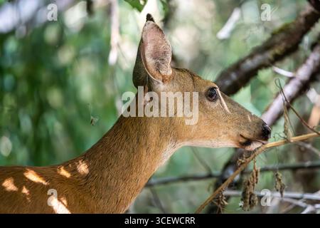 Ein seitliches Porträt eines Schwarzschwanzhirsches im Wald Stockfoto