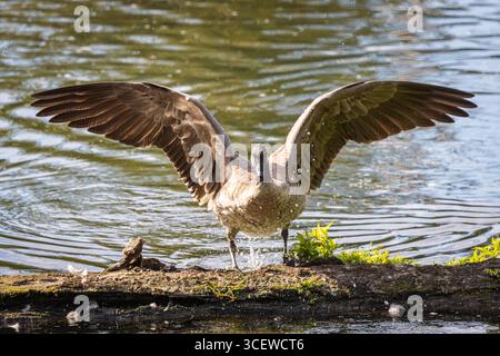 Eine Kanadische Gans spreizt ihre Flügel, während sie auf einen schwimmenden Baumstamm springt Stockfoto