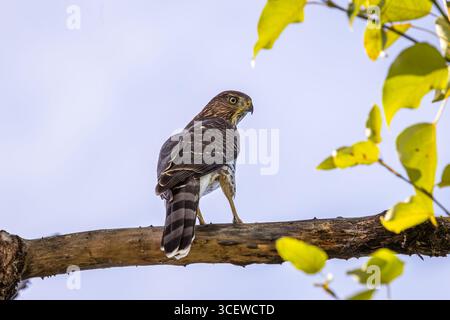 Ein Cooper's Falke oben in einem Baumzweig Stockfoto
