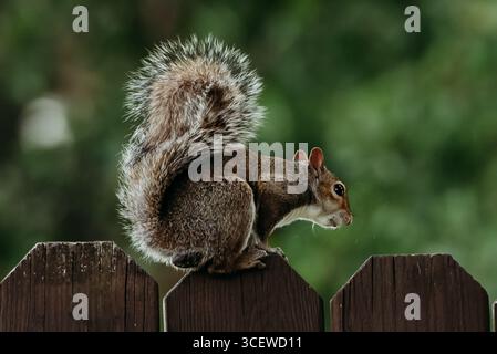 Eichhörnchen auf einem Zaun Stockfoto