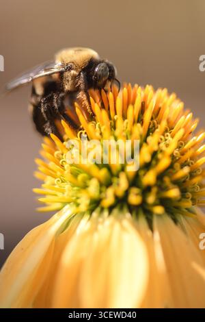 Eine Biene bestäubt einen gelben Coneflower Stockfoto