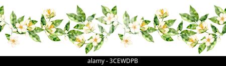 Aquarellflorale Grenze mit grünen Zitrusblättern und zarten weißen Blüten auf weißem Hintergrund. Helles dekoratives Design in handbemalter künstlerischer Stange Stockfoto