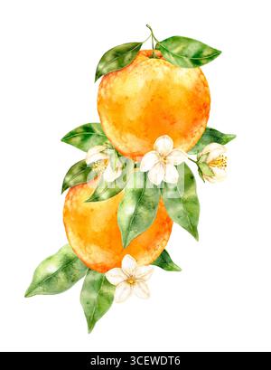 Aquarellzusammensetzung zweier Orangen mit Blüten und grünen Blättern auf weißem Hintergrund. Helles künstlerisches Zitrusdesign mit frischer handgemalter Textur Stockfoto