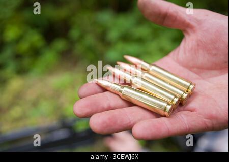 Hand des Menschen halten vier Gewehr.308, 7,62 mm Kaliber Patronen, USA Stockfoto