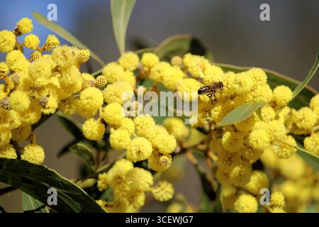 Europäische Honigbiene im Flug sammelt Nektar und Pollen von Golden Wattle Blumen, South Australia Stockfoto