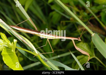 Purplewinged Mantis,Tenodera australasiae. Coffs Harbour, NSW, Australien Stockfoto
