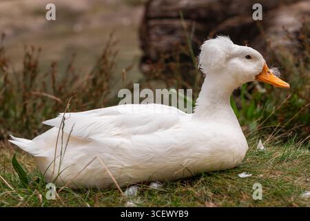 Weiße Haubenente, die auf Gras an einem Teich liegt, Nahaufnahme des Seitenprofils bei natürlichem Licht, Landschaftsorientierung, Tieraufnahmen mit Kopierraum Stockfoto