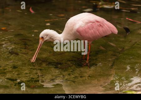 Rosenlöffelschnabel (Platalea ajaja) Nahaufnahme auf der Suche in seichten Feuchtgewässern, rosa Gefieder, löffelförmiger Schnabel, natürliches Licht, Landschaftsausrichtung Stockfoto