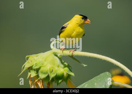 Hellgelber männlicher amerikanischer Goldfink (Spinus tristis), der auf Sonnenblumen im Sommergarten thront Stockfoto
