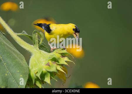 Leuchtend gelber männlicher amerikanischer Goldfinch (Spinus tristis) auf Sonnenblume mit Samen im Schnabel. Stockfoto