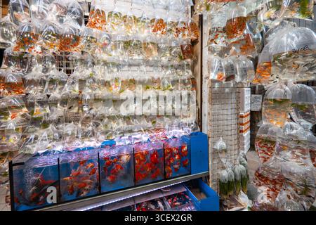 Mong Kok Goldfish Market, Goldfish Street. Es gibt zahlreiche Geschäfte, in denen tropische Süßwasser- und Meeresfische in Taschen verkauft werden Stockfoto