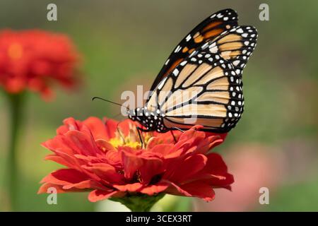 Nahaufnahme des Monarchschmetterlings (Danaus plexippus), der sich während der Migration von Zinknektar ernährt, Ostküste, USA Stockfoto