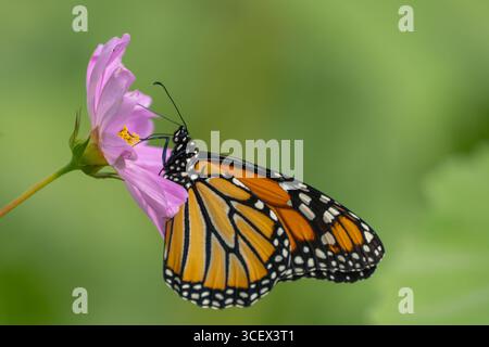 Nahaufnahme des Monarchschmetterlings (Danaus plexippus), der während der Migration von Nektar der Kosmos-Blüte ernährt, Ostküste, USA Stockfoto