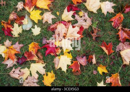 Bunte, herbstliche Ahornblätter auf Gras. Natur Herbstlaub Hintergrund. Stockfoto