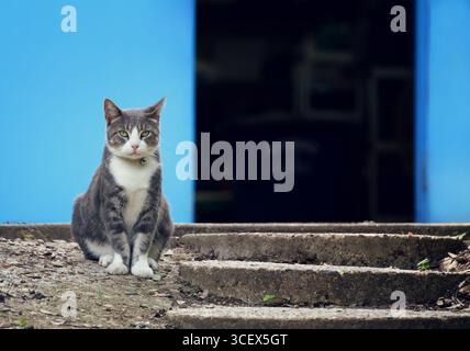 Porträt einer Scheunenkatze, die neben Betontreppen vor einer hellblauen Wand sitzt. Öffnen Sie die Tür im Hintergrund. Stockfoto