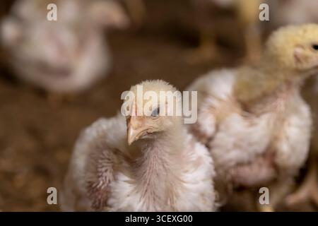Huhn während des Wechsels von Flause zu Federn Nahaufnahme, eine Geflügelfarm, in der Hühner zur Herstellung von Fleischprodukten aufgezogen werden, konzentrieren sich auf den Verzicht Stockfoto