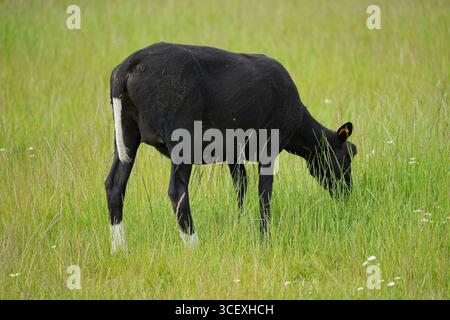 Schwarze Schafe weiden in friedlicher ländlicher Wiesen-Landschaft Stockfoto
