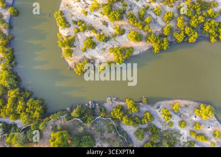 Aus der Vogelperspektive auf den Kongo Fluss, der sich durch grüne Mangrovenwälder schlängelt, deren leuchtendes grünes Laub im Kontrast zu den goldenen Farben des Wassers steht, Tiwi, Kwale County, Kenia. Stockfoto