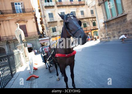 Palermo, italien 20. august 2025: Dunkles Pferd wartet auf Touristen in einer Kutsche in palermo, italien Stockfoto