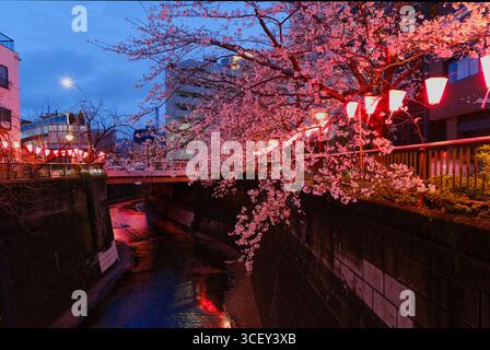 Nachtblick - Nakameguro Sakura Road - Tokio Stockfoto