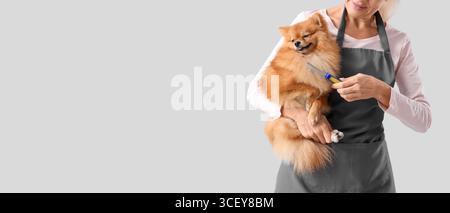 Der Trauzeuge kämmt süßes Pommersche Spitzfell auf grauem Hintergrund mit Platz für Text Stockfoto