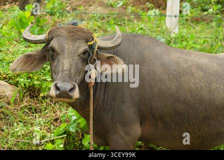 Domestizierte Wasserbüffel auf dem Land. Stockfoto