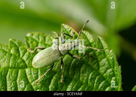 Ein grüner Käfer steht auf einem grünen Blatt, das seine detaillierte Körperstruktur und Textur unterstreicht, während er bei Tageslicht von sattem Grün umgeben ist. Stockfoto