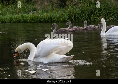 Ein stummer Schwan zieht seine Federn anmutig aus, während Zygneten in reflektierendem Wasser, umgeben von üppiger grüner Vegetation, in der Nähe schwimmen. Stockfoto