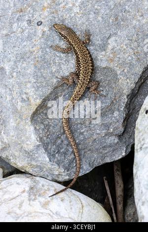 Europäische Mauerechse, Podarcis muralis, männlich, Playa Concha de Artedo, Asturien, Spanien Stockfoto