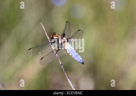 Chaser mit breitem Körper, Libellula depressa, männlich, Bulgarien Stockfoto