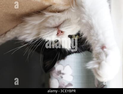 Eine schwarz-weiße flauschige Katze, die kopfüber von der oberen Plattform eines Katzenbaums hängt. Kopf, Gesicht, Bein und Pfote Stockfoto
