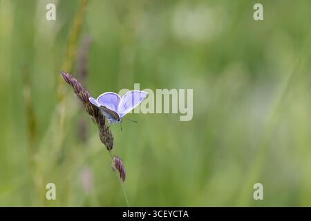 Gemein Blau, Polyommatus icarus, männlich. Bulgarien. Stockfoto