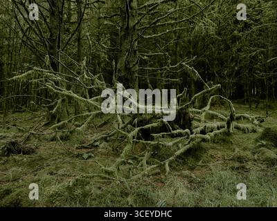 Gefrorene in der Zeit von grünem Moos dunkle Waldlandschaft - toter Baumwald Ökosystem Bryophyta bryophyte bryophyten Stockfoto